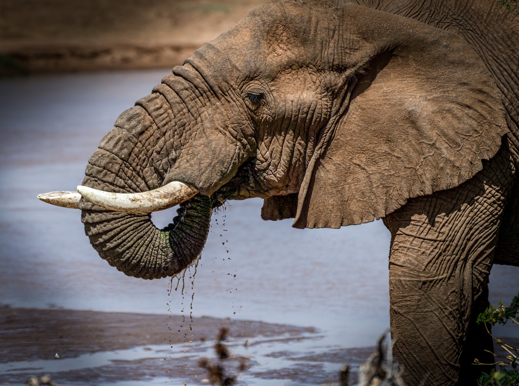 African Elephant eating grass